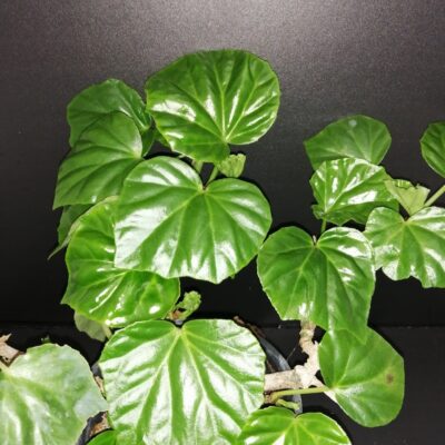 Begonia convolvulacea