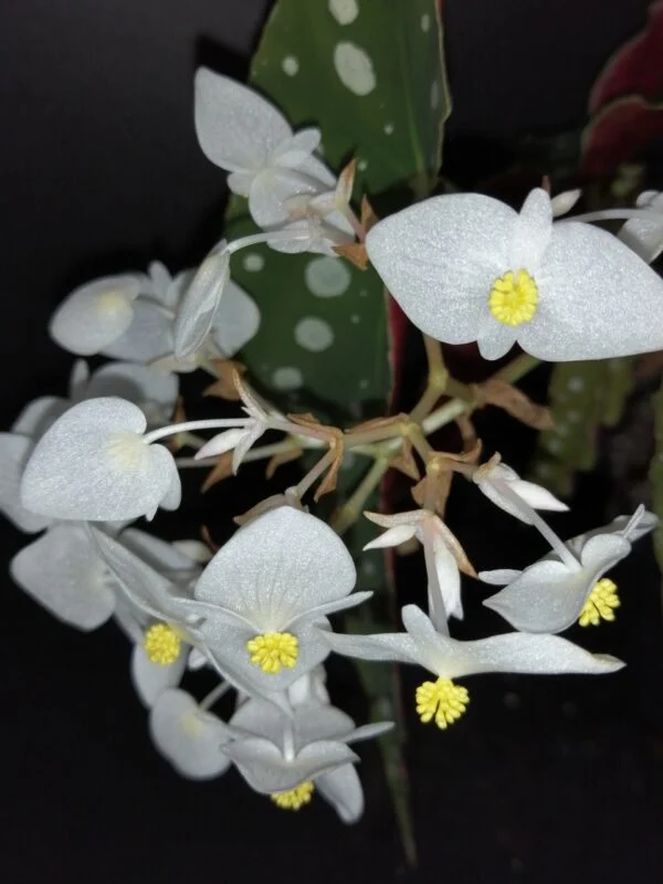 Begonia maculata var. wightii, foto 5