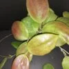 Hoya arnottiana, pianta da interno