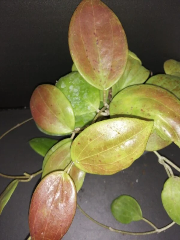 Hoya arnottiana, pianta da interno