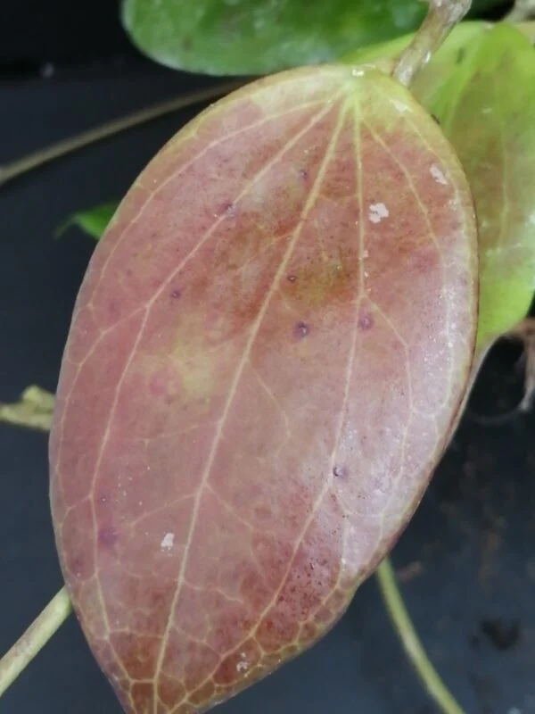 Hoya arnottiana, foto 2