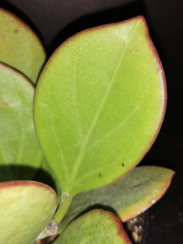 Hoya pachyclada, foto 4