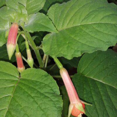 Fuchsia Speciosa