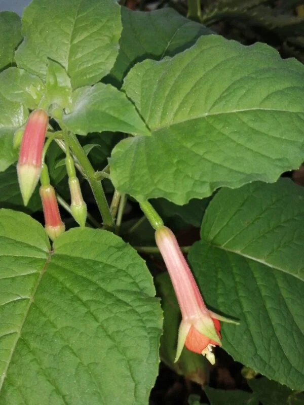 Fuchsia Speciosa, pianta da esterno
