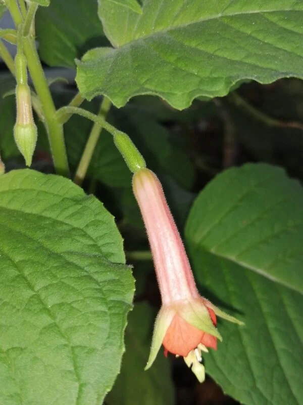 Fuchsia Speciosa, foto 2