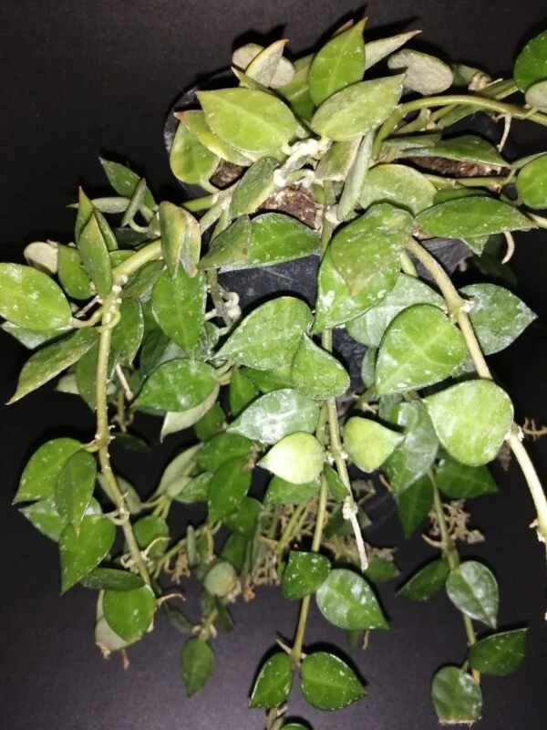 Hoya krohniana, foto 5