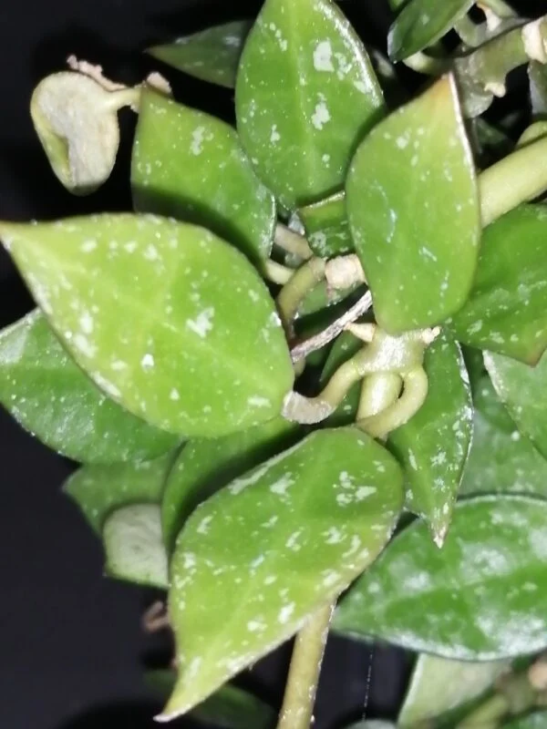 Hoya australis ssp. tenuipes Lisa, foto 5