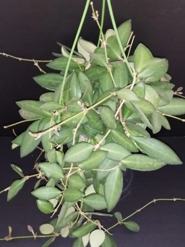 Hoya australis ssp. tenuipes Lisa, foto 6