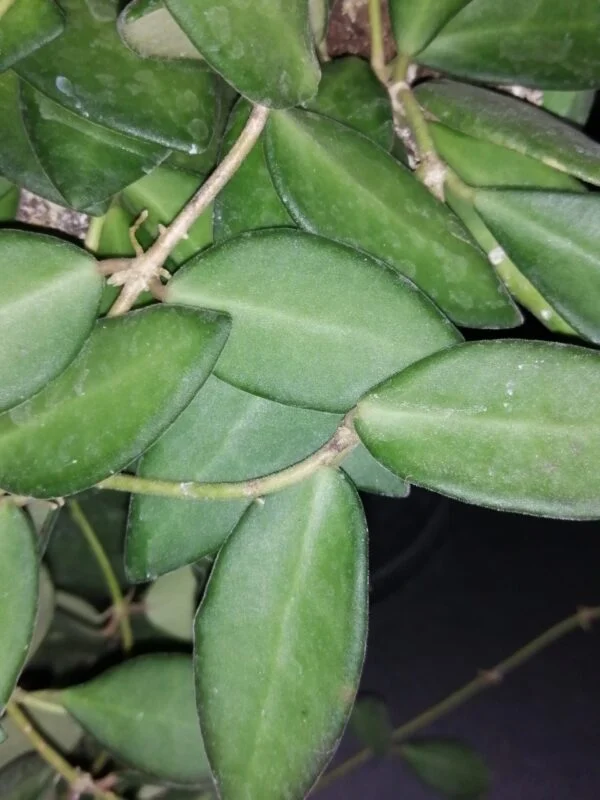 Hoya australis ssp. tenuipes Lisa, foto 10