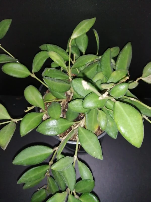 Hoya australis ssp. tenuipes Lisa, foto 8