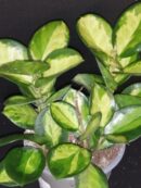 Hoya australis ssp. tenuipes Lisa