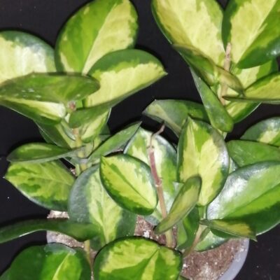 Hoya australis ssp. tenuipes Lisa