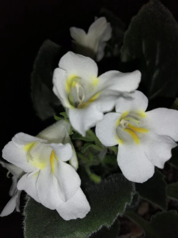 Primulina Candy, foto 11
