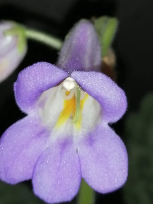 Streptocarpus Pretty Turtle Primulina Pretty Turtle, foto 2
