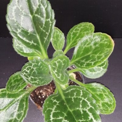 Streptocarpus Pretty Turtle Primulina Pretty Turtle