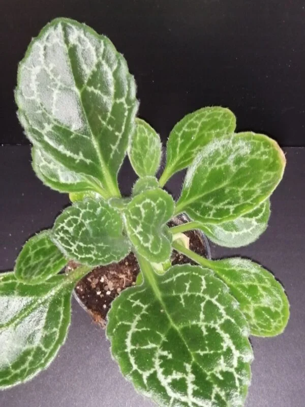 Streptocarpus Pretty Turtle Primulina Pretty Turtle, pianta da interno
