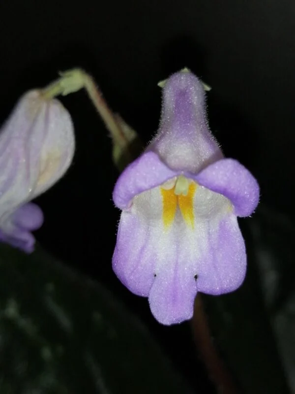 Primulina dryas, foto 2