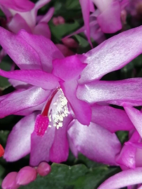 Schlumbergera truncata, foto 3