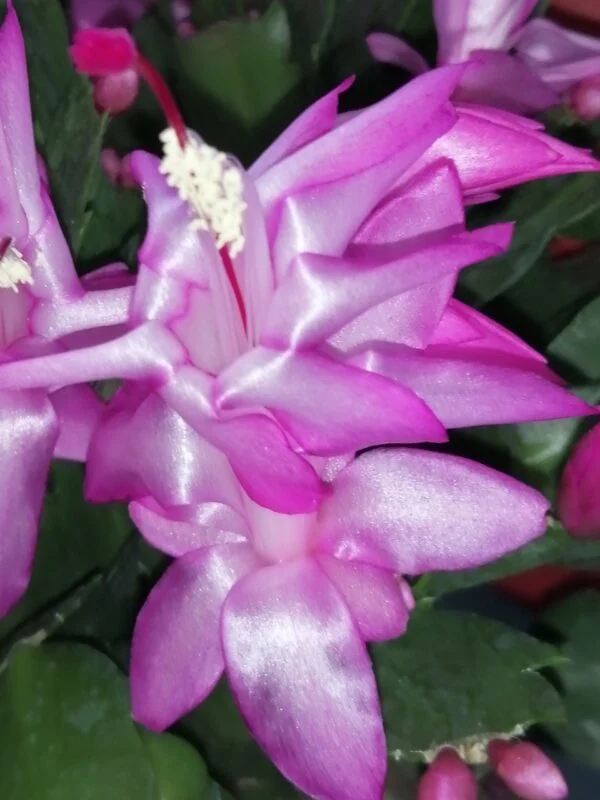 Schlumbergera truncata, foto 2