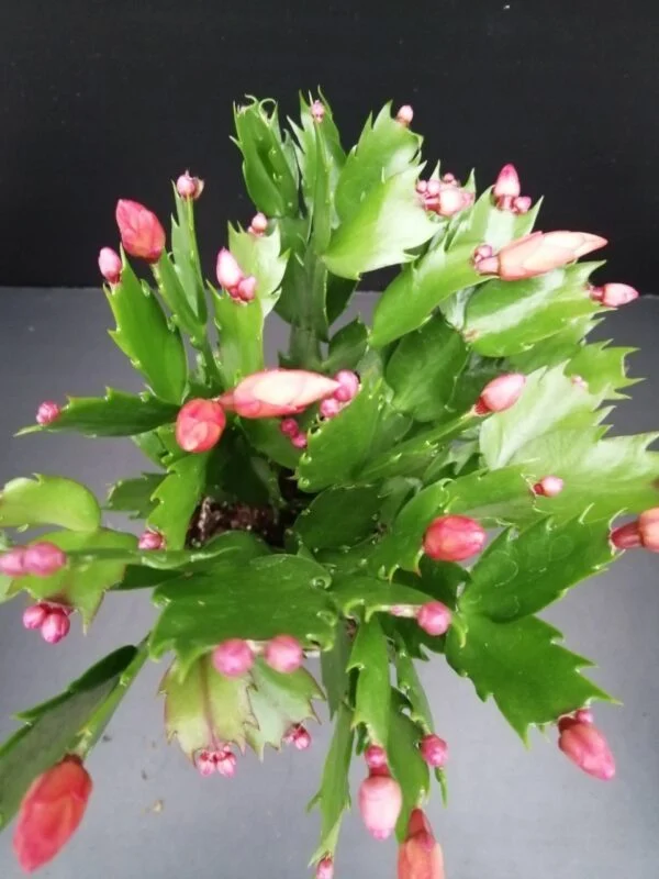 Schlumbergera truncata, pianta da interno