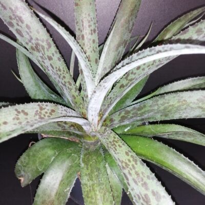 Mongave Pineapple Express