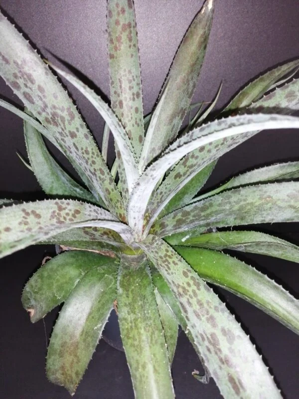 Mongave Pineapple Express, pianta da esterno