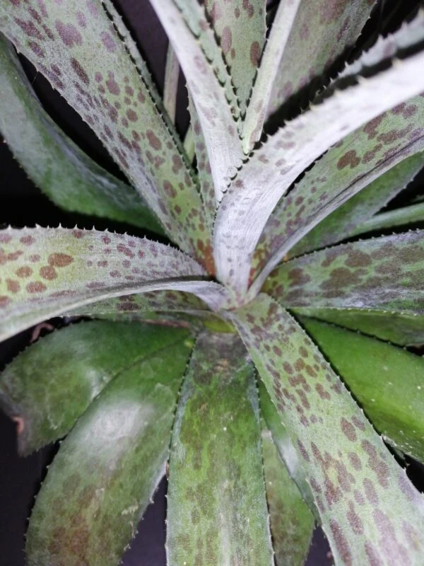 Mongave Pineapple Express, foto 3