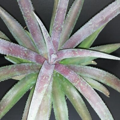 Mongave Blazing saddles