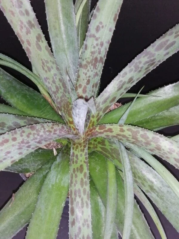 Plectranthus Mont Carbine, foto 9