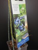 Vaccinum corymbosum BlueCrop