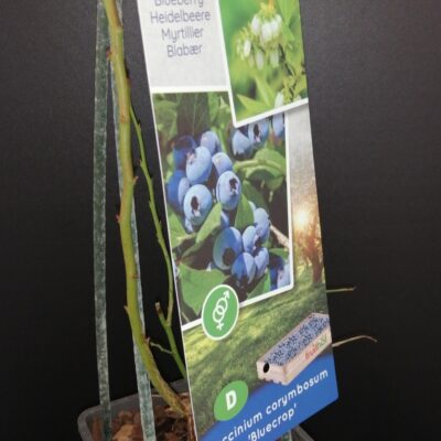 Vaccinum corymbosum BlueCrop