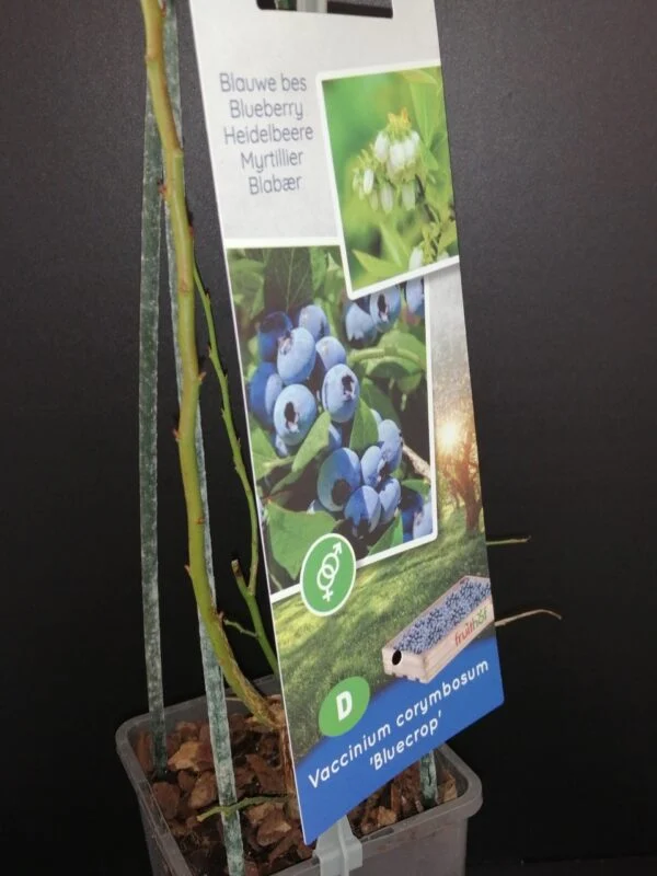 Vaccinum corymbosum BlueCrop, pianta da esterno