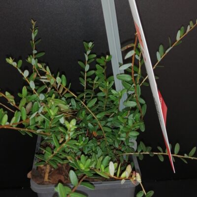 Vaccinum macrocarpon Cranberry