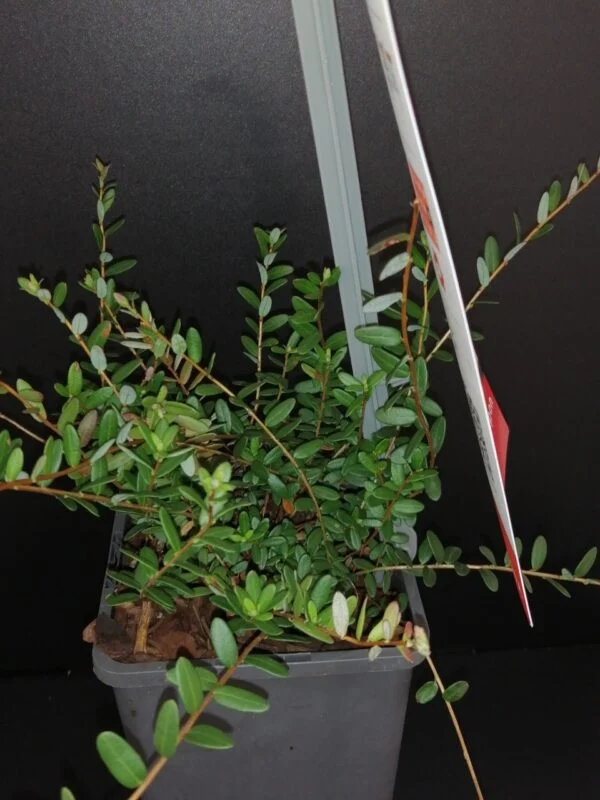 Vaccinum macrocarpon Cranberry, pianta da esterno