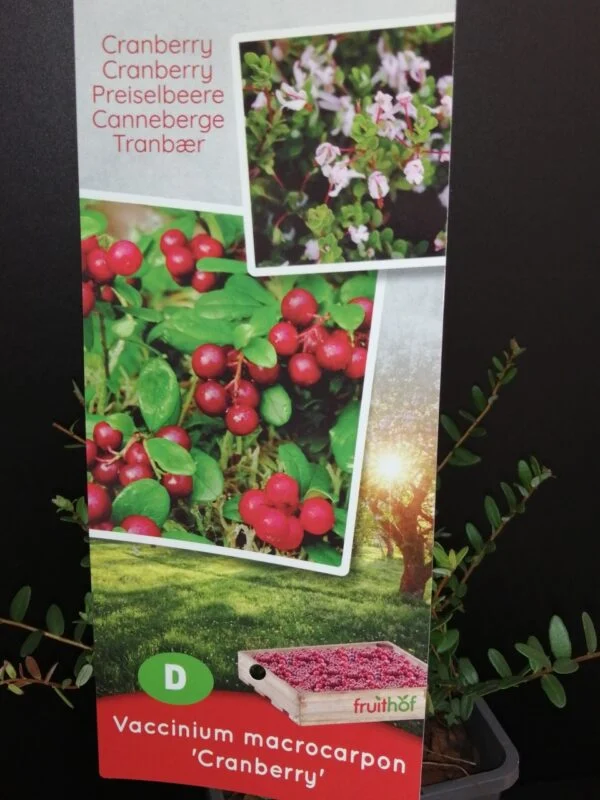 Vaccinum macrocarpon Cranberry, foto 2