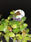 Vaccinum angustifolium  Berrybux