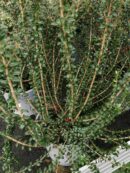 Myrtus communis Tarentina