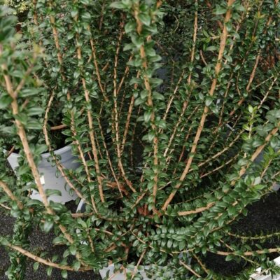 Myrtus communis Tarentina