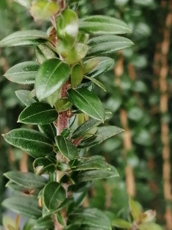 Myrtus communis Tarentina, foto 2