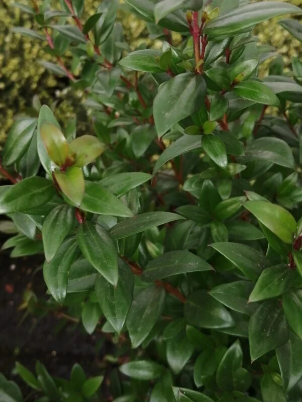 Myrtus communis, foto 2