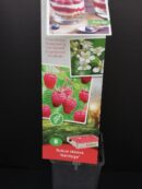 Rubus idaeus Heritage, Lampone