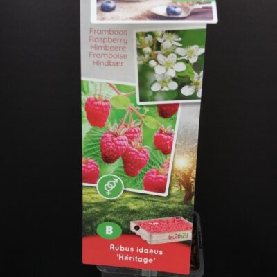 Rubus idaeus Heritage, Lampone