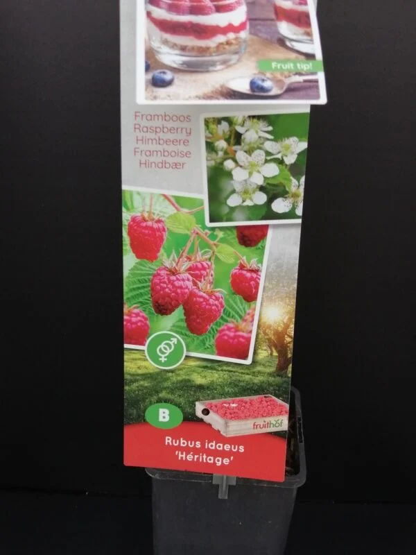 Rubus idaeus Heritage, Lampone, pianta da esterno