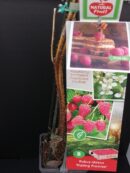 Rubus idaeus Malling Promise, Lampone