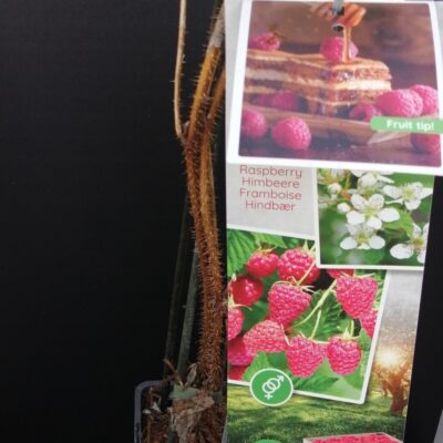 Rubus idaeus Malling Promise, Lampone