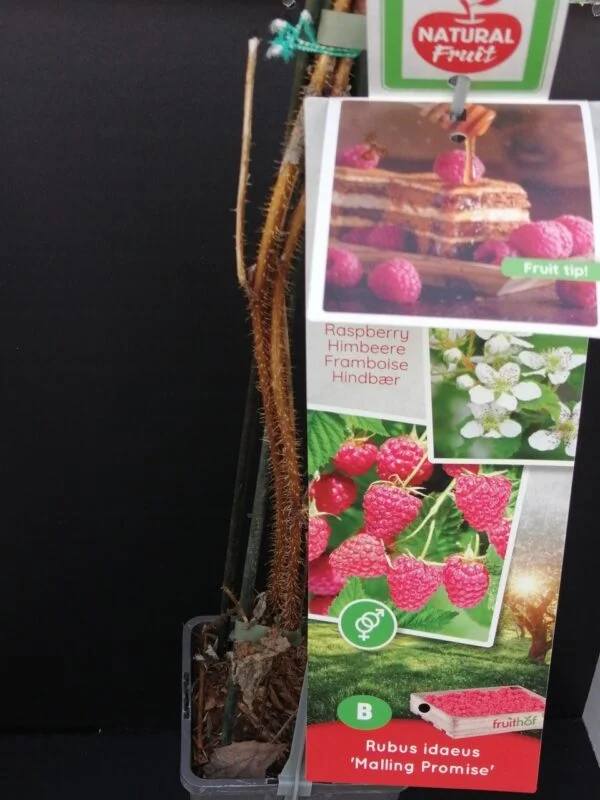 Rubus idaeus Malling Promise, Lampone, pianta da esterno