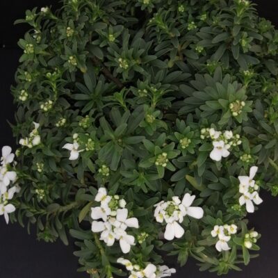 Iberis sempervirens Schleifenblume