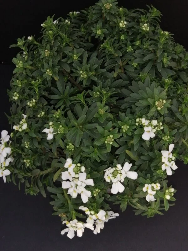 Iberis sempervirens Schleifenblume, pianta da esterno