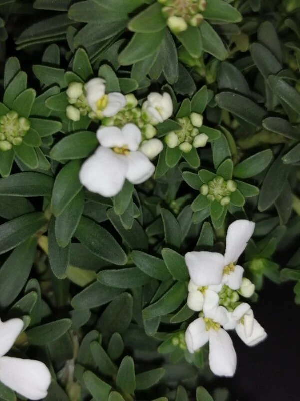 Iberis sempervirens Schleifenblume, foto 2