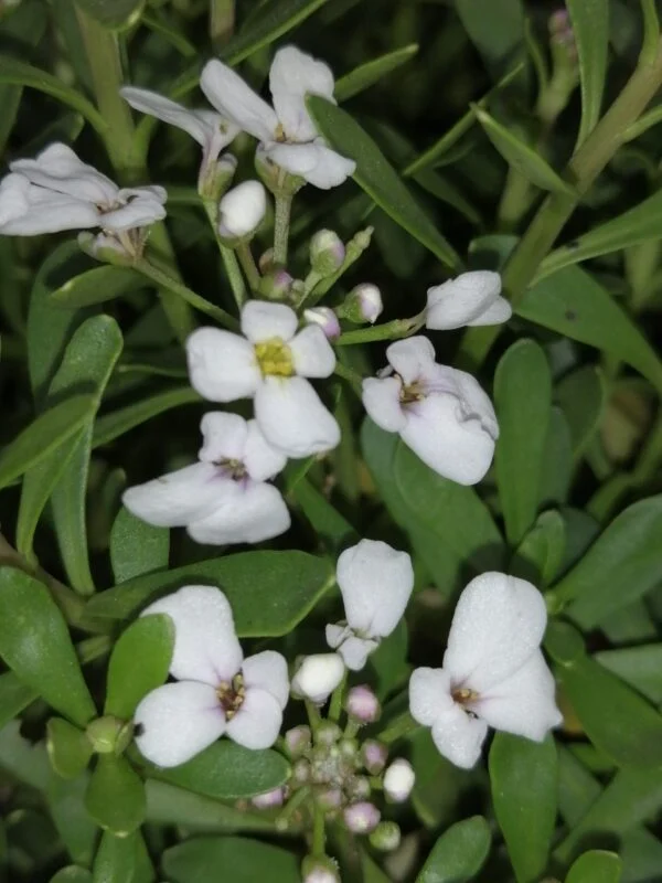 Iberis sempervirens, foto 2